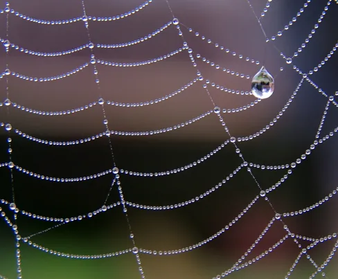 Figure 1.49 — The shape of a strand of silk in a spider's web can be described in terms of a hyperbolic function. The same shape applies to a chain or cable hanging from two supports with only its own weight. (credit: 