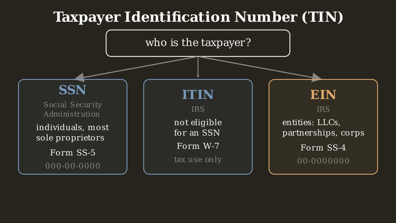 A boxed question, who is the taxpayer, sits above three arrows branching down to three cards: SSN, issued by the Social Security Administration for individuals and most sole proprietors on Form SS-5 in 000-00-0000 format; ITIN, issued by the IRS for those not eligible for an SSN on Form W-7, for tax use only; and an accent-bordered EIN, issued by the IRS for entities such as LLCs, partnerships and corporations on Form SS-4 in 00-0000000 format.