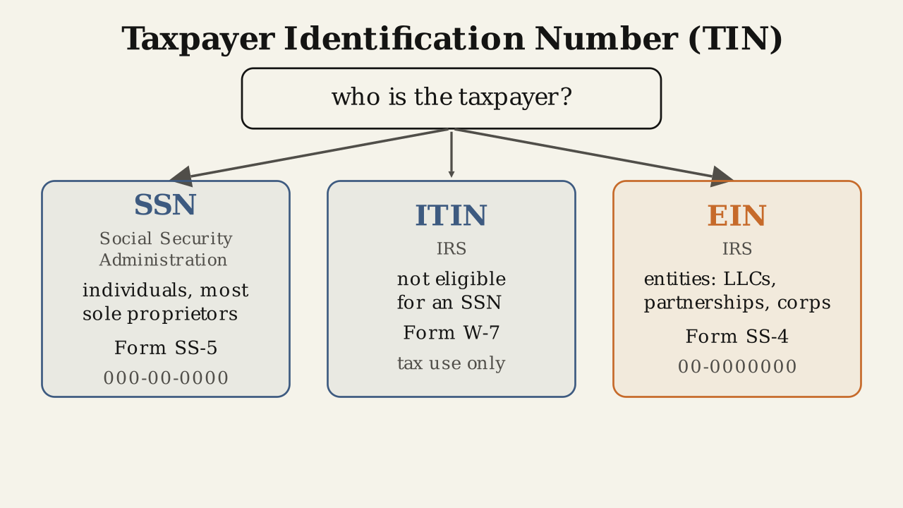 A boxed question, who is the taxpayer, sits above three arrows branching down to three cards: SSN, issued by the Social Security Administration for individuals and most sole proprietors on Form SS-5 in 000-00-0000 format; ITIN, issued by the IRS for those not eligible for an SSN on Form W-7, for tax use only; and an accent-bordered EIN, issued by the IRS for entities such as LLCs, partnerships and corporations on Form SS-4 in 00-0000000 format.